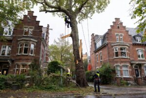Professioneller Baumkletterer entfernt einen stark beschädigten Baum nach Sturm in Hamburg mit Seilklettertechnik vor typischen roten Klinkerhäusern
