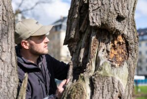Baumkontrolle in Hamburg – Visuelle Überprüfung von Baumstamm und Vitalität durch Experten
