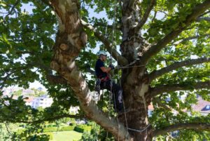 Baumpfleger bei der Baumpflege in Hamburg auf einem großen Baum mit moderner Ausrüstung