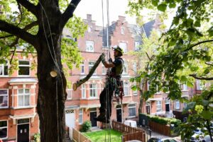 Professioneller Baumkletterer bei der sicheren Baumfällung in Hamburg mit Seilklettertechnik vor typischen roten Klinkerhäusern
